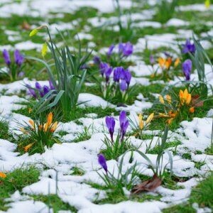 Весна! Метролог, торжествуя…